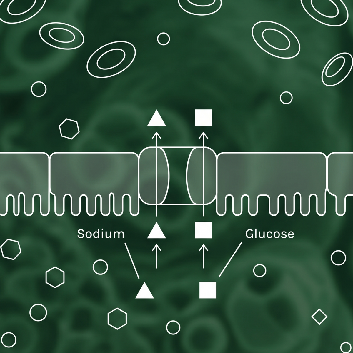 diagram of sodium glucose cotransport system where sodium and glucose cross a cell barrier together
